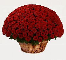 Премиум букет из: Розы в Володино